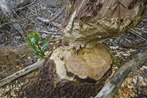 Tree Trunk Bite Marks Prints: Beaver bite, beaver damage, tree trunk
