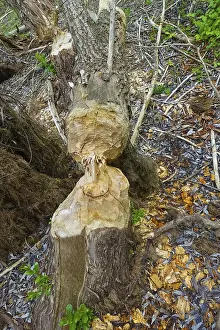 Nature Conservation Germany Prints: Beaver bite, beaver damage, tree trunk