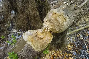Tree Trunk Bite Marks Prints: Beaver bite, beaver damage, tree trunk