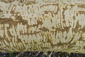 Nature Conservation Germany Prints: Beaver bite, beaver damage, tree trunk