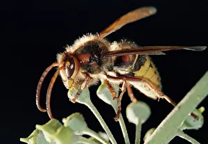 Nature Flight Images Prints: Bee