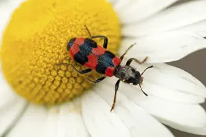Trichodes Apiarius Prints: Bee beetle, bee wolf, common bee beetle