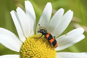 Wildlife Photography Beetles Prints: Bee beetle, bee wolf, common bee beetle