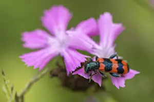 Wildlife Photography Insects Prints: Bee beetle, bee wolf, common bee beetle