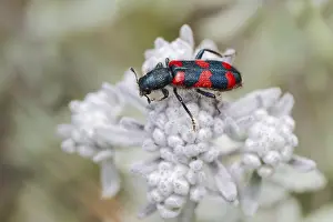 Gray Wolf Predator Animal Prints: Bee beetle (Trichodes apiarius) on flower