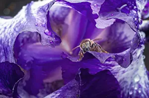 Wildlife Photography Bee Prints: A bee is deep inside a purple iris flower