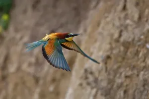 Deserted Landscape Bird Prints: Bee-eater