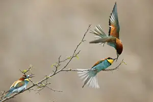 Germany Birdlife Prints: Bee-eater (Merops apiaster) in action on a branch