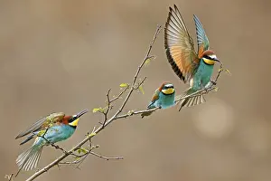 Germany Birdlife Prints: Bee-eater (Merops apiaster) in action on a branch