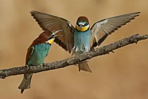 Germany Birdlife Prints: Bee-eater (Merops apiaster) in action on a branch