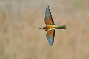 Germany Birdlife Prints: Bee-eater (Merops apiaster) flying