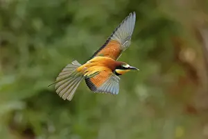 Central Europe Birdlife Prints: Bee-eater (Merops apiaster) flying