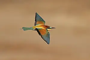 Rhineland Palatinate Germany Prints: Bee-eater (Merops apiaster) flying