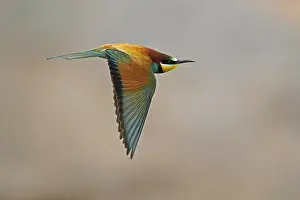 Rhineland Palatinate Germany Prints: Bee-eater (Merops apiaster) flying