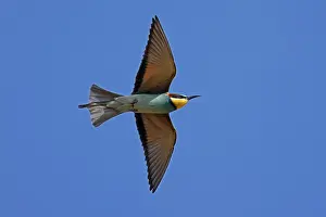 Rhineland Palatinate Germany Prints: Bee-eater (Merops apiaster) flying