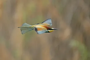 German Federal Republic Birds Prints: Bee-eater (Merops apiaster) flying