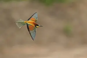 German Federal Republic Birds Prints: Bee-eater (Merops apiaster) flying