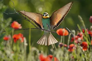 Rhineland Palatinate Germany Prints: Bee-eater (Merops apiaster) flying on branch