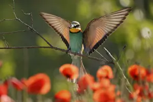 Rhineland Palatinate Germany Prints: Bee-eater (Merops apiaster) flying on branch