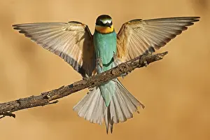 Rhineland Palatinate Germany Prints: Bee-eater (Merops apiaster) flying on branch
