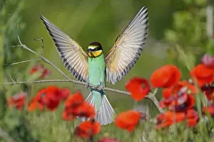 Rhineland Palatinate Germany Prints: Bee-eater (Merops apiaster) flying on branch