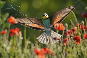 Germany Birdlife Prints: Bee-eater (Merops apiaster) flying on branch