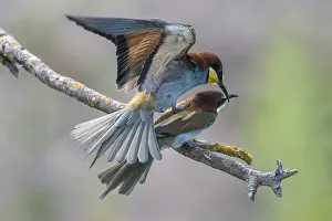 German Wildlife Fauna Prints: Bee-eater (Merops apiaster), mating