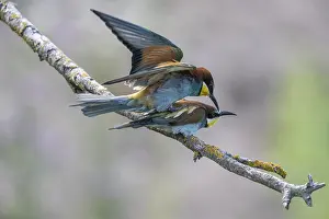 Bird Mating Behaviour Prints: Bee-eater (Merops apiaster), mating