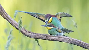 Middle Elbe Biosphere Reserve Prints: Bee-eater (Merops apiaster) pair