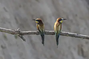 Deserted Natural Environment Photos Prints: Bee-eater (Merops apiaster), Rhineland-Palatinate