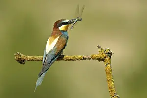 Natural Environment Prints: Bee-eater (Merops apiaster) sits on branch