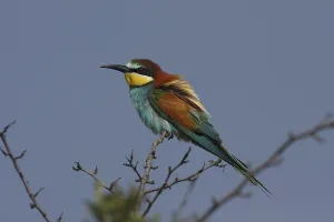 Deserted Tree Branches Prints: Bee-eater, Merops apiaster, sitting on a branch