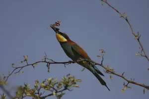Central European Wildlife Animals Prints: Bee-eater, Merops apiaster, sitting on a branch
