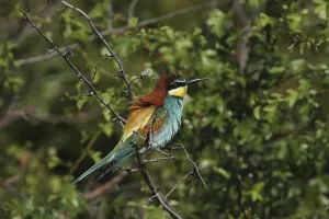 Coraciiformes Birds Europe Prints: Bee-eater, Merops apiaster, sitting on a branch