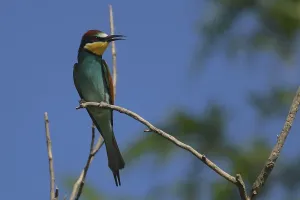 Coraciiformes Species Prints: Bee-eater, Merops apiaster, sitting on a branch