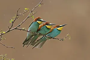 Germany Wildlife Prints: Bee-eater (Merops apiaster) sitting on a branch