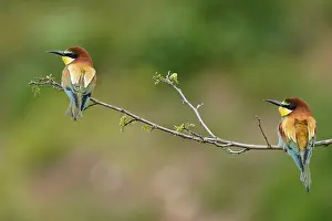 Rhineland Palatinate Germany Prints: Bee-eater (Merops apiaster) sitting on a branch