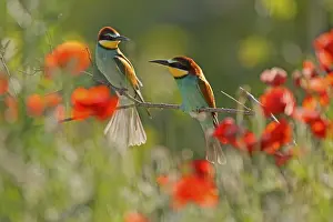 Germany Birdlife Prints: Bee-eater (Merops apiaster) sitting on a branch