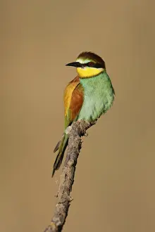 Germany Wildlife Prints: Bee-eater (Merops apiaster) sitting on a branch