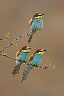 Germany Birdlife Prints: Bee-eater (Merops apiaster) sitting on a branch