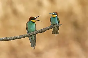 Germany Birdlife Prints: Bee-eater (Merops apiaster) sitting on a branch