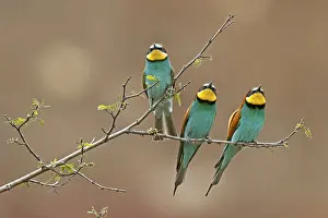 Germany Birdlife Prints: Bee-eater (Merops apiaster) sitting on a branch