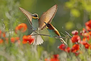 Germany Birdlife Prints: Bee-eater (Merops apiaster) sitting on a branch