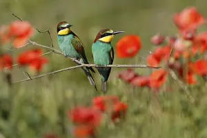 Germany Wildlife Prints: Bee-eater (Merops apiaster) sitting on a branch