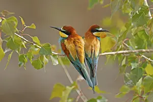 Germany Birdlife Prints: Bee-eater (Merops apiaster) sitting on a branch