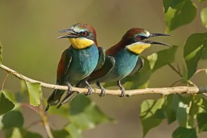 Germany Wildlife Prints: Bee-eater (Merops apiaster) sitting on a branch