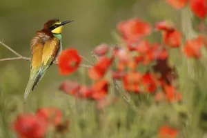 Germany Birdlife Prints: Bee-eater (Merops apiaster) sitting on a branch