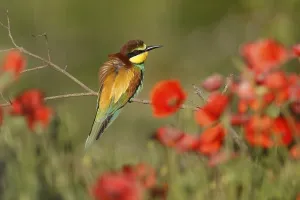 Rhineland Palatinate Germany Prints: Bee-eater (Merops apiaster) sitting on a branch