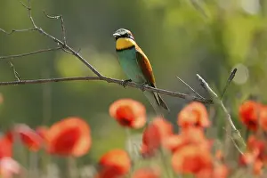 Germany Birdlife Prints: Bee-eater (Merops apiaster) sitting on a branch