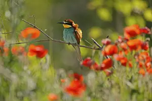 Germany Birdlife Prints: Bee-eater (Merops apiaster) sitting on a branch